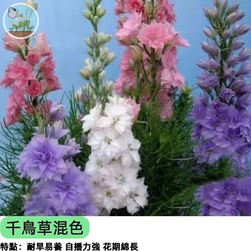 💙【飛燕草/千鳥草種子】浪漫藍紫色花穗 重瓣品種 蜜源植物 切花花材 陽台花園盆栽 四季可播 易種好照顧 新手推薦