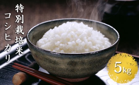 信州安曇野松川村 乳川の里産 特別栽培米コシヒカリ 5kg