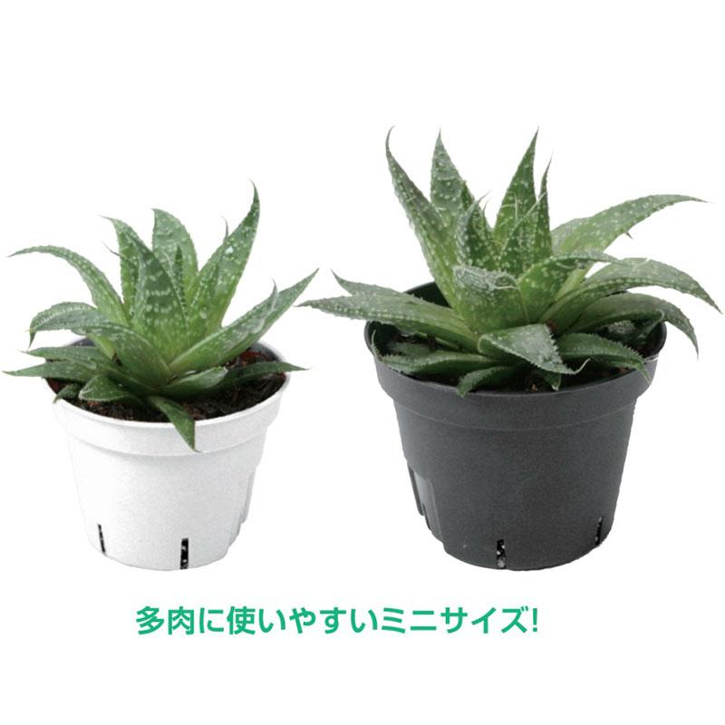 Sポット 丸型75 白 ラベル挿し対応 ポット 鉢 コンパクト 多肉植物 日本ポリ鉢販売 タS