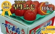 早生ふじ約10kg贈答用（10月発送）青森県産