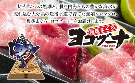 豊後まぐろヨコヅーナ贅沢セット全5回 赤身250g 中トロ500g 大トロ250g入りの豪華セット 大分県産 九州産 津久見市 国産