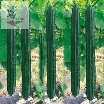 青禾園藝（絲瓜種子大全）四季種植特長絲瓜種子 大肉絲瓜種子 棱角絲瓜種子 蘋果絲瓜種子 白絲瓜種子 高產蔬菜種子高產