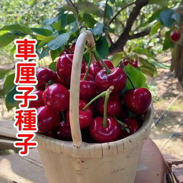 蝦皮熱銷💥櫻桃💥【車厘子種子】黑珍珠車厘子種 水果櫻桃種子 櫻桃種子 6J車厘子種子 水果盆栽 四季種植 庭院水果種子