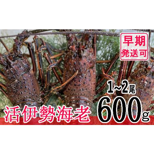 ふるさと納税 高知県 室戸市 活伊勢海老６００ｇ〈お刺身・お鍋などにおすすめ〉