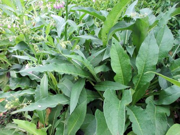 康復力★純葉★每斤400元(台灣種植)