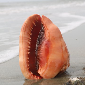 萬寶螺天然超大海螺貝殼四大名螺禮品魚缸造景水族裝飾品擺件