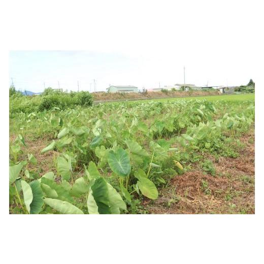 ふるさと納税 徳島県 吉野川市 自然農野菜セット（冬野菜セット）