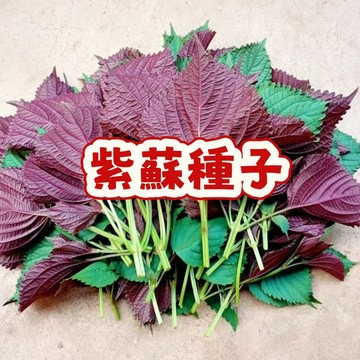 台灣現貨現發 （紫蘇種子） 當季新籽 發芽率高 四季播種 速生 一次種植 多次採收 新手易種植 陽台庭院盆栽#超優惠