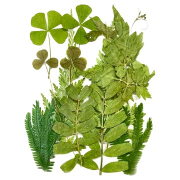 A-ONE 匯旺 真花壓花 中花包 AA11 Set 產品尺寸14.5 x 10.5 CM  綠意盎然