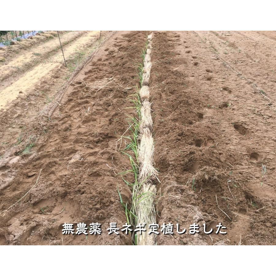 無農薬 EM農法 訳あり 長ネギ 10本