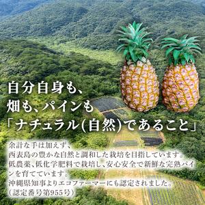 ふるさと納税 2024年 先行予約 完熟 パインアップル 約3kg 水鴨農園 パイン パイナップル 果物 フルーツ 沖縄県竹富町