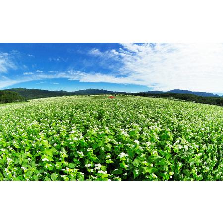 ふるさと納税 半生そば詰め合わせ（つゆ付き） 北海道幌加内町