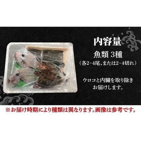 ふるさと納税 朝どれ 鮮魚 詰め合わせ 3種（2〜3人前) 下処理 あり   アジ アラカブ タイ カワハギ など  魚 新鮮 セット 冷蔵 産地直送 下処.. 長崎県南島原市