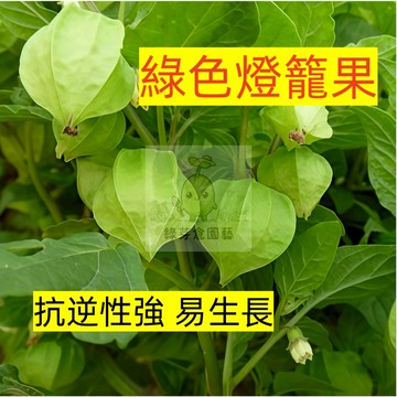 🌱早熟高產 綠色燈籠果種子DLG-7  抗旱抗寒 平地山地可種 姑娘果 易生長  抗病抗旱易種植 高產水果蔬菜種子
