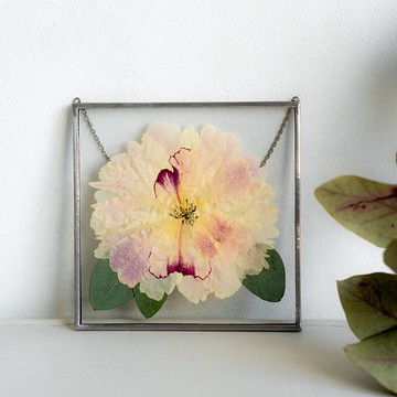 植物装饰 白牡丹 天然干花 押された花  天然干花 天然干花