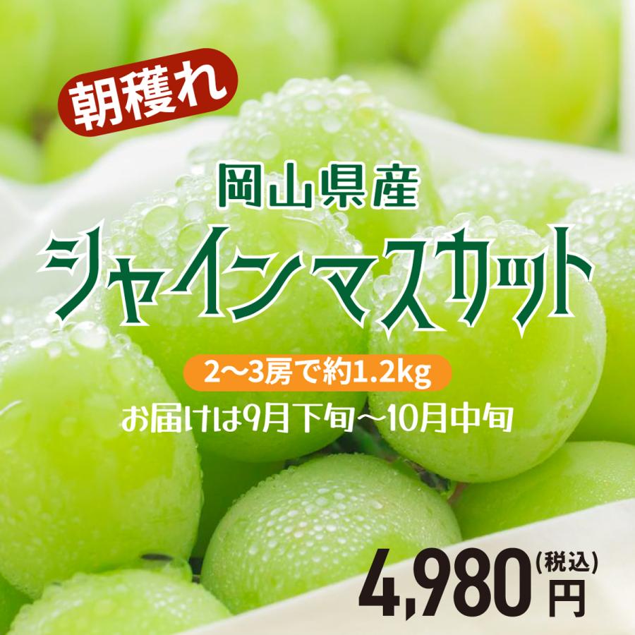 朝採れシャインマスカット 岡山県産 2〜3房で約1.2kg