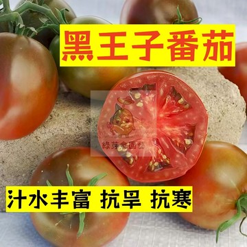 🌱早熟高產（黑王子番茄種子FQ-35）汁水豐富 抗旱 抗寒 抗病性强 易生長  抗病抗旱易種植 高產爬藤蔬菜種子