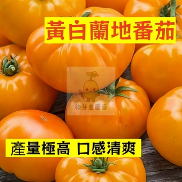 🌱早熟高產 黃白蘭地番茄種子FQ-66 產量極高  口感好 高產 抗病性强 易生長  抗病抗旱易種植 高產爬藤蔬菜種子