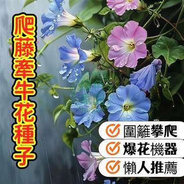 【爬藤牽牛花種子】 打造夢幻花廊！爬藤牽牛花種子 爆花機器 生長快速 多色混合 適合陽台/窗臺/圍籬攀爬 輕鬆成就綠植花