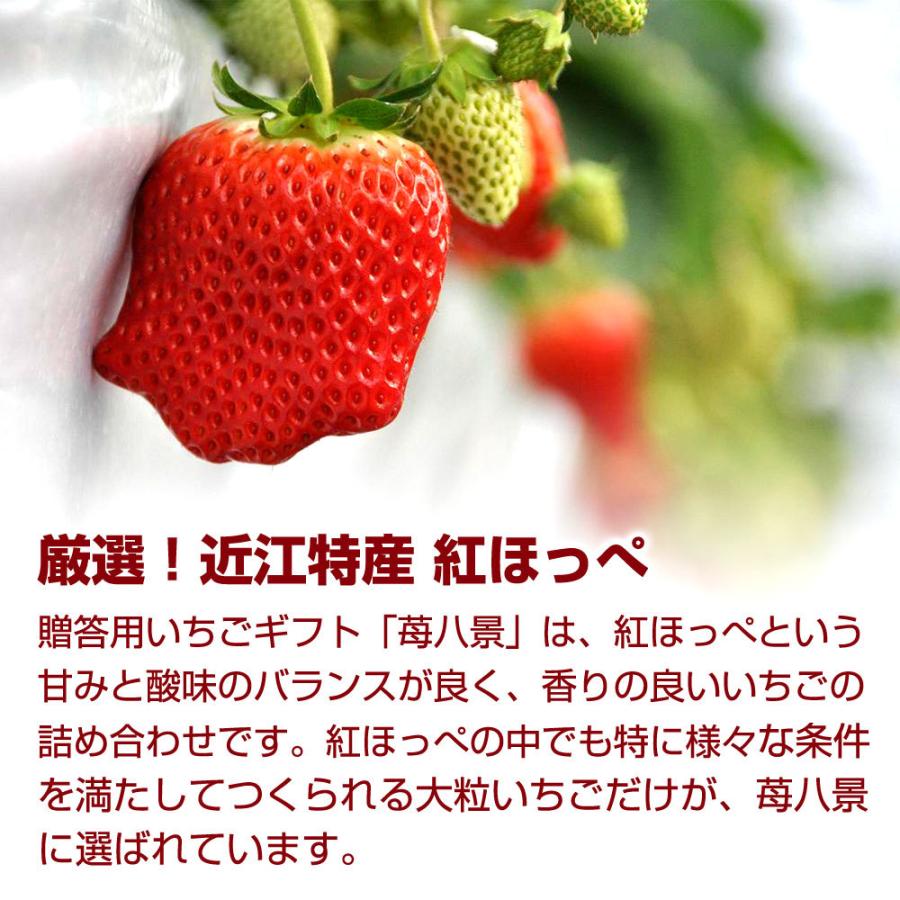 お歳暮 ギフト フルーツ 苺八景 いちごはっけい 滋賀県野洲市産 近江特産 紅ほっぺ 特大サイズ 16粒入り 贈り物 プレゼント