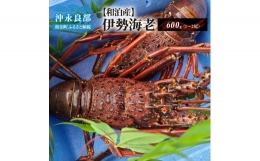 ■活き〆冷凍　天然伊勢海老600ｇ （1～2尾）