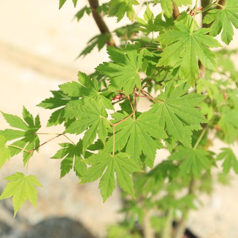 庭木 植木 大人気品種！：コハウチワカエデ 樹高100ｃｍ*佐川急便 | LINEブランドカタログ