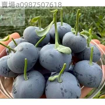 現貨 藍莓王（200粒）四季種植 樹莓種子 個大超甜藍莓 四季種植盆栽地栽 小院陽台種植 seed 盆栽藍莓薄霧藍莓