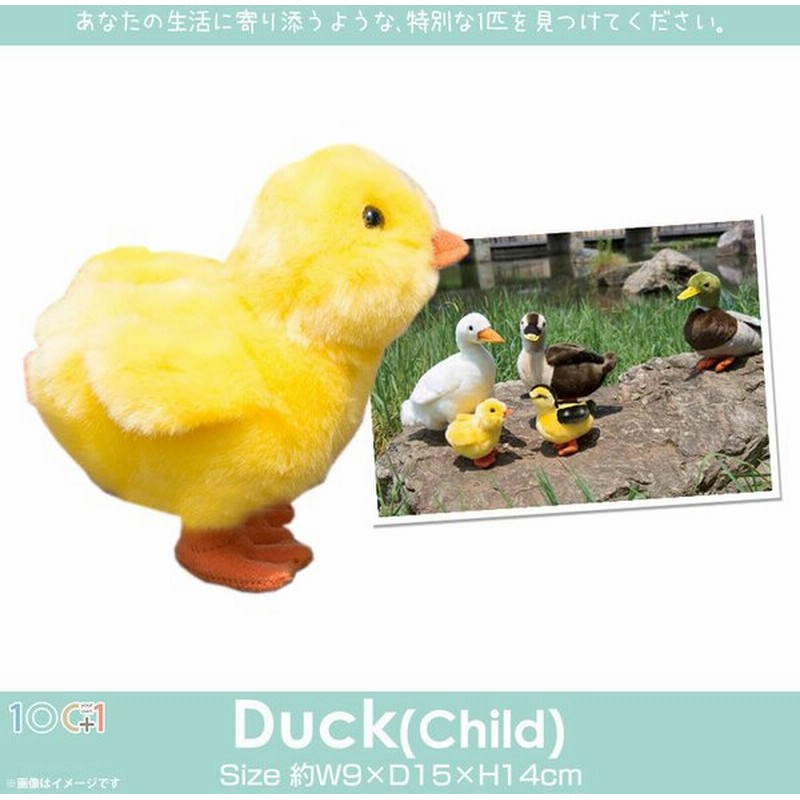 ぬいぐるみ アヒル あひる 子ども 鳥 Sm249 77 100 1 Sky アニマル 動物 リアル 太洋産業貿易 定形外郵便発送 通販 Lineポイント最大0 5 Get Lineショッピング