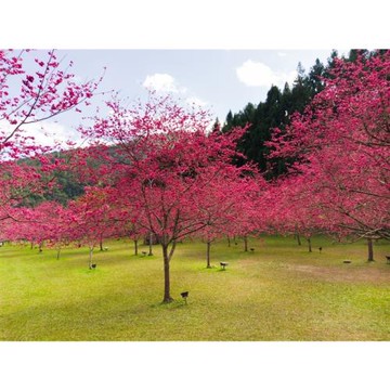 2025櫻花季.南投旅遊｜九族文化村．日月潭纜車一日｜高雄出發_25KHHNTO12