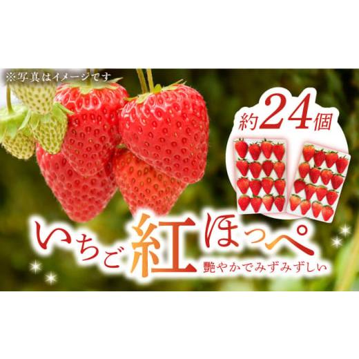 ふるさと納税 広島県 江田島市 瀬戸内の島からお届け！いちご「紅ほっぺ」24〜32個 苺 いちご イチゴ 紅ほっぺ フルーツ 江田島市…