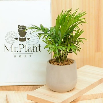 【拈花x研植】袖珍椰子│3.5吋水泥盆│窗邊植物│新手植物│淨化空氣│招財植物│觀葉植物│質感盆栽