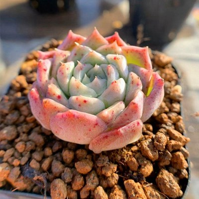 多肉植物 seエケベリア プロリフィカ錦 多肉植物 エケベリア 9cmポット ... 多肉植物 seエケベリア プロリフィカ錦 多肉植物 エケベリア 9cmポット ...