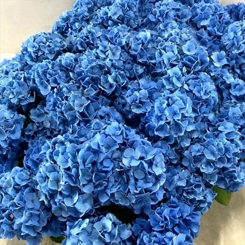 アジサイ 苗 1株 Pvp出願中 Pw あじさい アジサイの木 アジサイの苗木 クリスタルヴェール ラグランジアr 庭木 植木 紫陽花 花木苗 苗木 人気激安 苗木