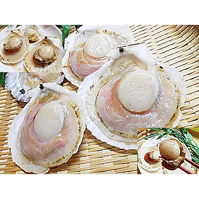 ホタテ ほたて貝 片貝 付き 40枚入 ほたて片貝 ホタテのバター焼き に 帆立 貝 ほたて 冷凍 品 帆立貝 殻付き ホタテ貝 要 加熱調理 ホタテ 殻付き