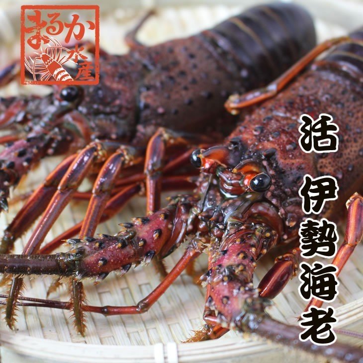 活伊勢海老　活きたまま発送します　ほんのちょっとワケあり、普通サイズ　5尾　１ｋｇ　送料無料　[活伊勢海老]