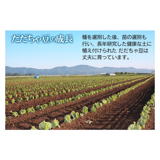 ふるさと納税 山形県 鶴岡市  富樫農園の朝採りだだちゃ豆900g（300g×3袋）晩生甘露・おうら　X05-003