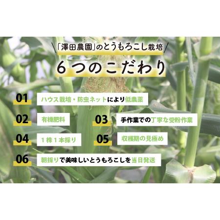 ふるさと納税 秋とうもろこし 10本 おおもの 黄色 朝採り ／ 期間限定 数量限定 ハウス栽培 産地直送 甘い スイートコーン とうも.. 福井県あわら市