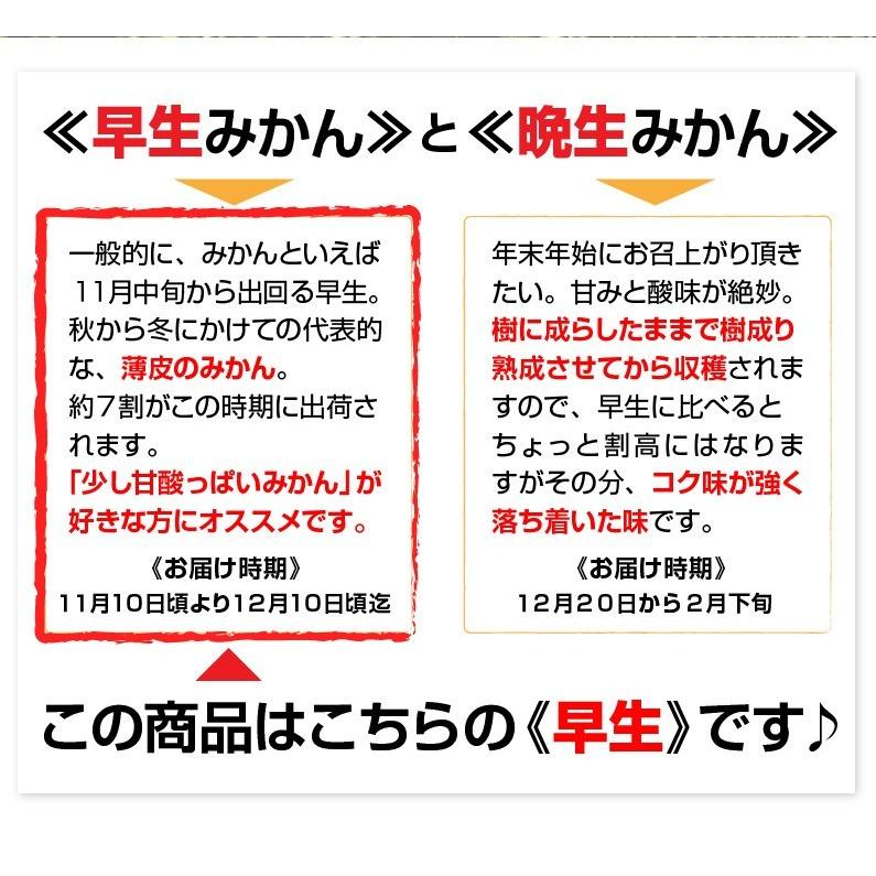 みかん ギフト 伊木力 長崎 早生 温州ミカン 秀品 大玉 2L ５kg（5kg×1箱） 送料無料 産直 甘い蜜柑 贈答用 グルメ Y常