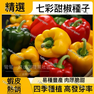 蝦皮熱銷 甜椒種子（100粒）五彩甜椒種子 彩色椒種子 青椒燈籠椒種子 蔬菜種子 盆栽種植 四季種植 高發芽率 易種豐產