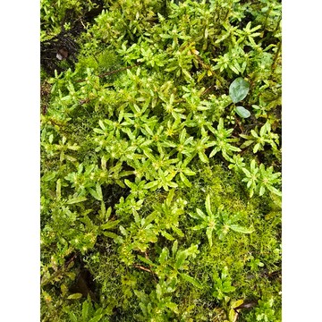 苔鑽🍀長柄千層塔 金不換（裸根寄出）高約2-10公分/雨林植物/草本植物/觀葉植物/微景觀生態瓶/盆栽/辦公室