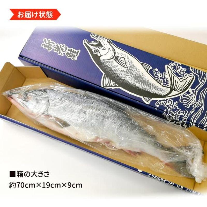 サーモン専門店岩松 北海道産 新巻鮭（秋鮭）一本物 約3kg 化粧箱入