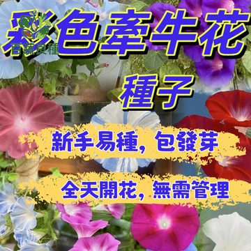 牽牛花種子 朝顏 喇叭花 攀藤植物 爬藤花卉 圍籬花種 綠化牆面 窗台盆栽 花園造景 開花種子 花苗 易種花卉 花籽