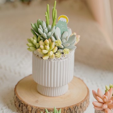 【日系禮物】富士山為你D-1 多肉花園.附提袋.母親節.開幕賀禮