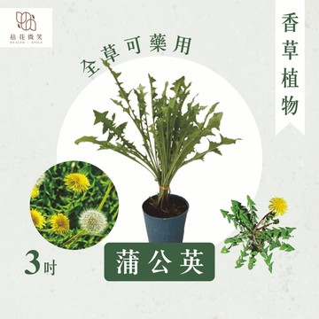 【拈花微笑】蒲公英｜3吋｜香草植物｜食用植物｜調味料｜泡茶飲用｜沙拉｜甜點｜藥用｜精油｜觀賞
