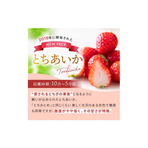 ふるさと納税 栃木県 真岡市 朝採れのいちご とちおとめ 2000g 真岡市 栃木県 送料無料