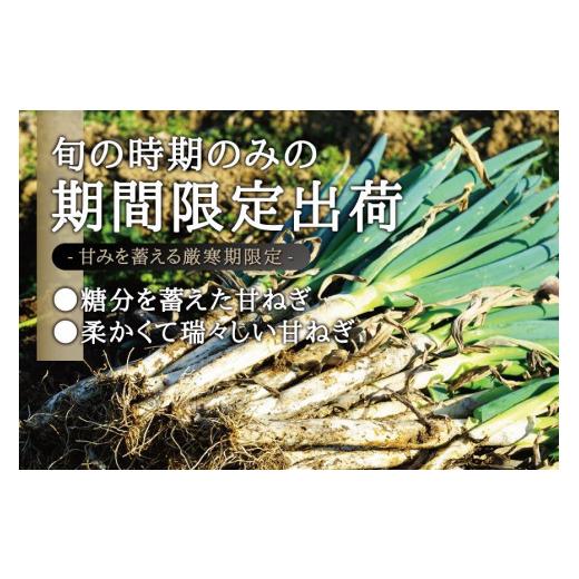 ふるさと納税 宮城県 角田市 カマシチねぎ屋 旬の甘ねぎ 2kg（約10本〜17本）