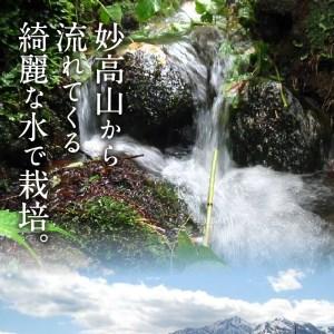 ふるさと納税 新潟県妙高産こしひかり「星降る里」20kg無洗米※沖縄県・離島配送不可 新潟県妙高市