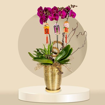 大辣椒蝴蝶蘭3棵 (GF00060) 蘭花 新春蘭花 年花 自家蘭花園種植