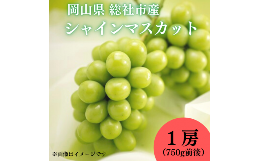 ぶどう「シャインマスカット」岡山県総社市産24-017-002