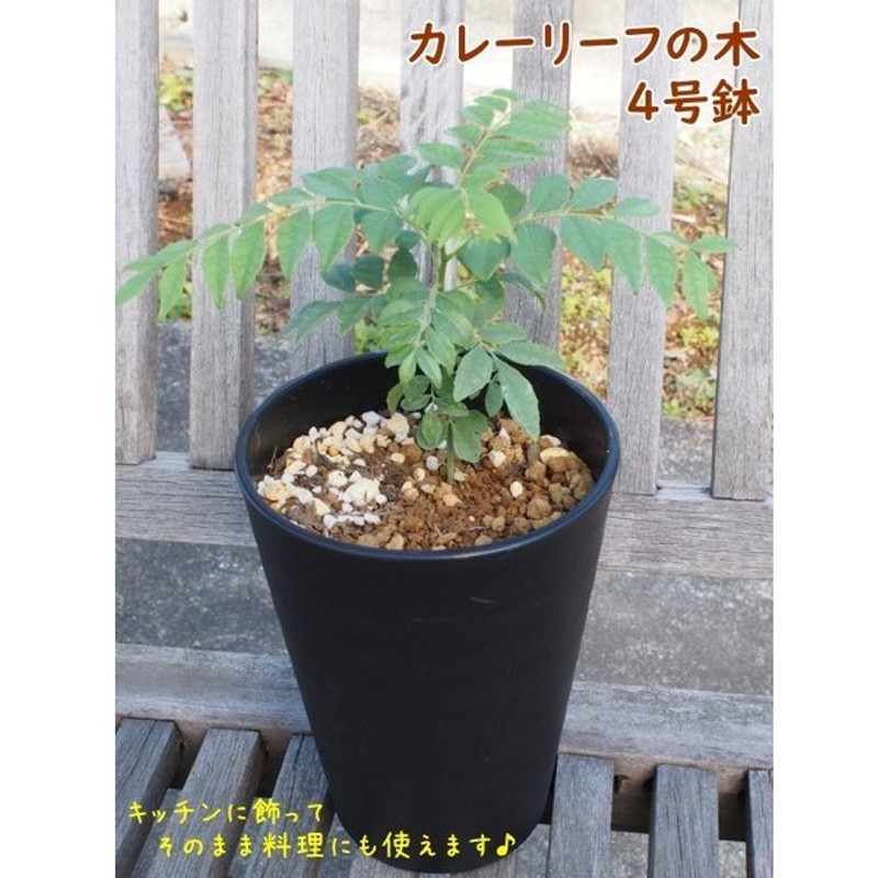 話題のスパイスハーブ カレーリーフの木 カレーの木 植え替え不要 5号鉢 ナンヨウザンショウ カリーパッタ カルピンチャ 通販 Lineポイント最大0 5 Get Lineショッピング